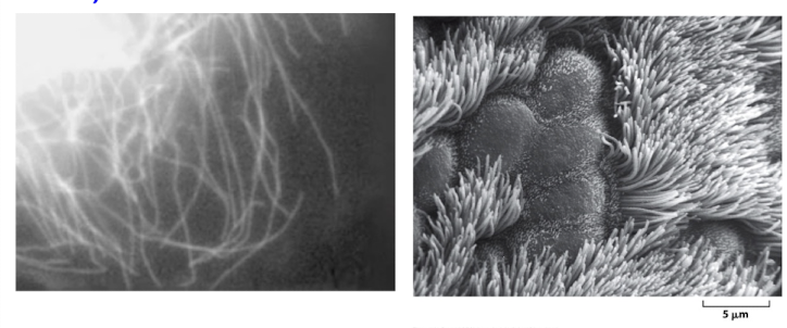 <p>movement inside cells: dynamic instability of MTs</p><p>movement outside cells: MTs + dyneins inside cilia on airway cells</p>