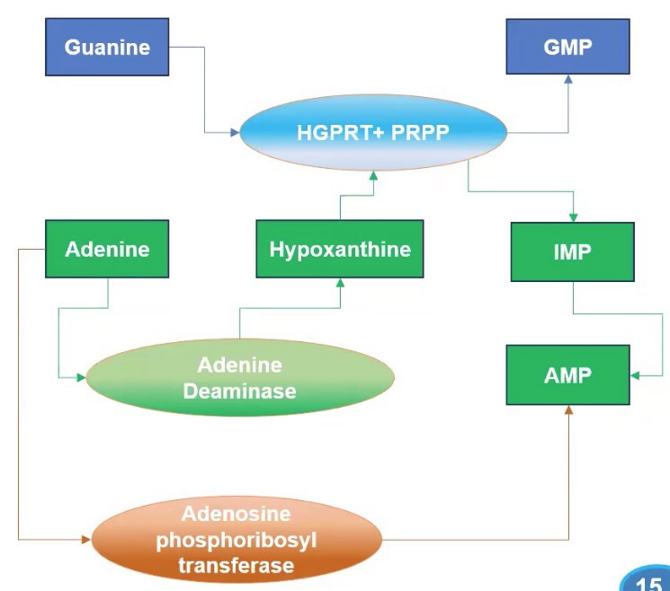 <p>We want to do this because nuc base biosynthesis is very expensive (Especially for purines)</p><p>Free purines can be salvaged into new nucleotides: Begins with a free nitrogenous base</p><ul><li><p><strong>Hypoxanthine-guanine phosphoribosyltransferase (HGPRT): </strong>Catalyzes salvage of guanine and hypoxanthine (deamination product of adenine via <strong>adenine deaminase</strong>) to from GMP or IMP</p></li><li><p><strong>Adenosine phosphoribosyltransferase (APRT):</strong> Catalyzes reaction of adenine + PRPP to yield adenine nucleotide (Ex. Adenine + PRPP → AMP + PP<sub>i</sub>)</p></li></ul><p></p>