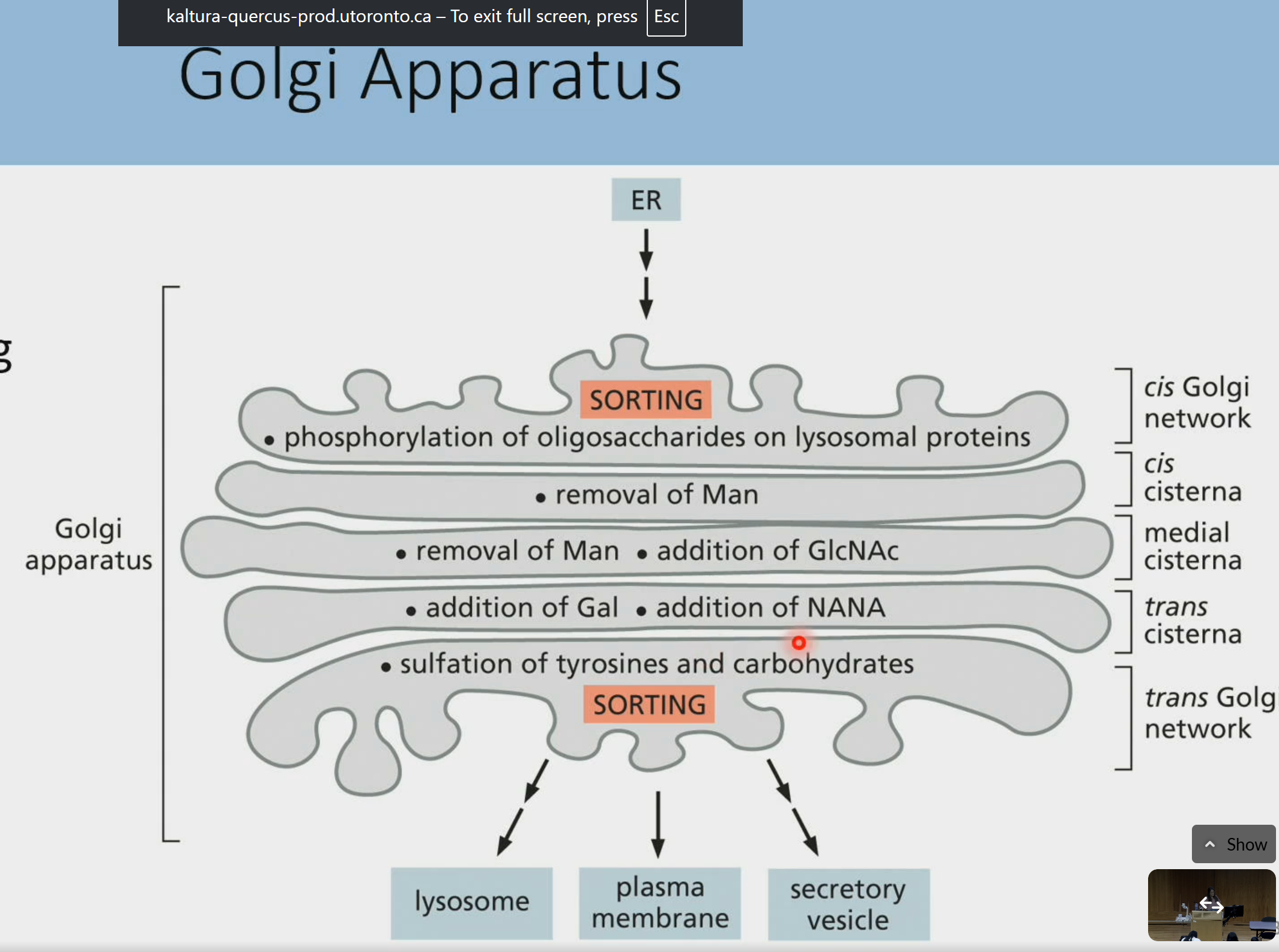 <p>What 3 important processes are done in the golgi?</p>