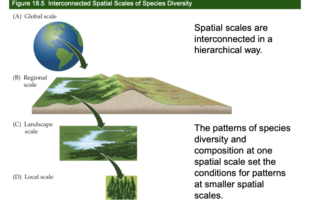 <p>Shows how diversity patterns are hierarchical; larger scales set the conditions for smaller ones </p>