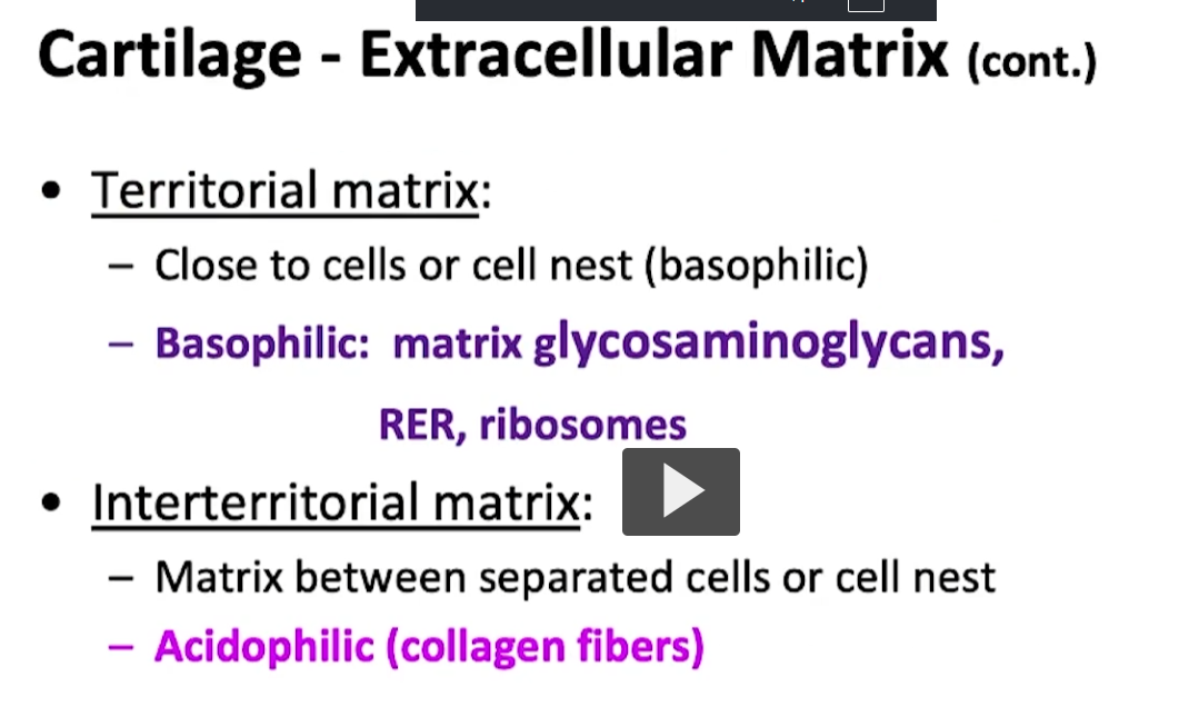 <p>When you see photos of cartilage, you need to also focus on what is known as territorial matrix and interterritorial matrix. Remember that the extracellular is composed of fibers and ground substance. There is a matrix that is proximal to the chondrocytes. </p><p>Basically, you’ll see many isogenous groups or isolated chondrocytes surrounded by a matrix, essentially a very basophilic area, which is known as the territorial matrix, The basophilia is due to the presence of the rough endoplasmic reticulum, free ribosomes, and glycosaminoglycans found in the territorial matrix, as well as from the chondrocyte, while carrying out its function of synthesizing that matrix. It is a dark area, literally, surrounding the periphery proximal to the chondrocyte or the group of chondrocytes. </p><p>As you will see, the interterritorial matrix, which is separate from the isogenous groups, between those isogenic groups or between those chondrocyte groups, is more of an acidophilic area due to the abundant presence of collagen fibers. It is our responsibility to identify those components of the matrix in what is supposed to be the territorial and the interterritorial matrix. </p>