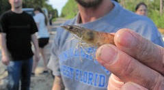 <p>What is the scientific name of the Brown Shrimp?</p>