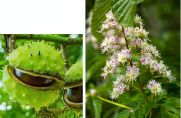 <p>grown as an oriental</p>
