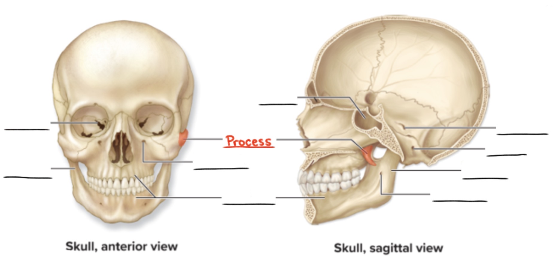 <p><strong>Process</strong></p><p>Any marked bony prominence</p><p>(Projection)</p>
