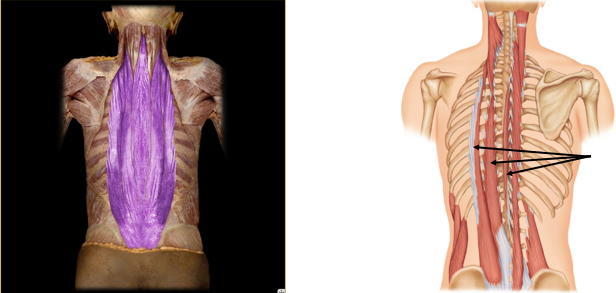 <p>bilateral trunk extension and maintain posture, unilateral trunk flexion</p>