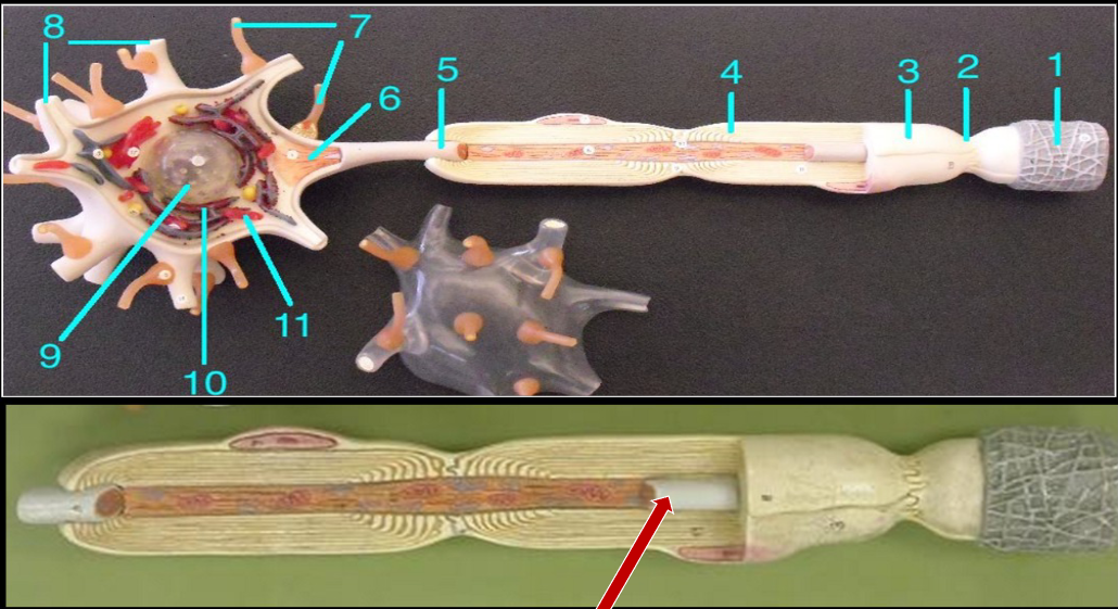knowt flashcard image