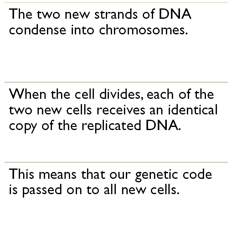 <p>&nbsp;<span style="font-family: "Gill Sans MT";">Chromosomes form when DNA coils up and becomes visible</span></p><p style="text-align: left;"><span style="font-family: "Gill Sans MT";">This happens just before the cell divides.</span></p>