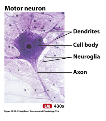 <p>axons</p>