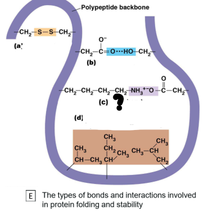 <p>Which bond is c?</p>