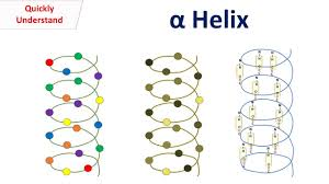 <ul><li><p>most stable secondary structure</p></li><li><p>each peptide involved in 2 hydrogen bonds (increases stability), neutralizes polarity in each bond and occurs only on backbone</p></li><li><p>hydrogen bond between adjacent N<strong>H </strong>(h donor) and carbonyl (H acceptor) of each peptide bond on backbone</p></li><li><p>coil or spring shaped</p></li><li><p>Right handed helix (coils to the right)</p></li><li><p>side chains face outwards</p></li><li><p>Prole (unflexible) is a helix breaker at end of alpha helix; glycine sometimes</p></li></ul><p></p>