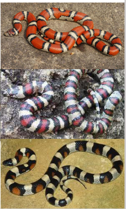 <p>Family: Colubridae</p><p>Location: All of KS</p><p>ID: broad red bands; belly is checkered or banded; single anal plate; smooth scales</p><p>Life/History: diurnal until hot then nocturnal; eats lizards rodents and snakes; oviparous</p>