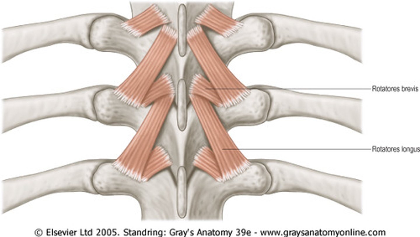 <p>spinous procceses</p>