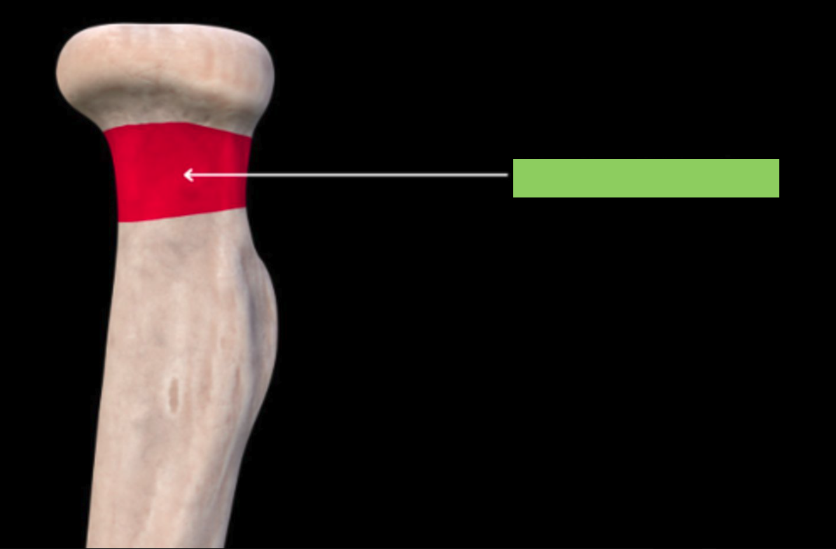 <p>a short, narrowed constriction of the radius bone located just below the radial head at the proximal end (elbow)</p>