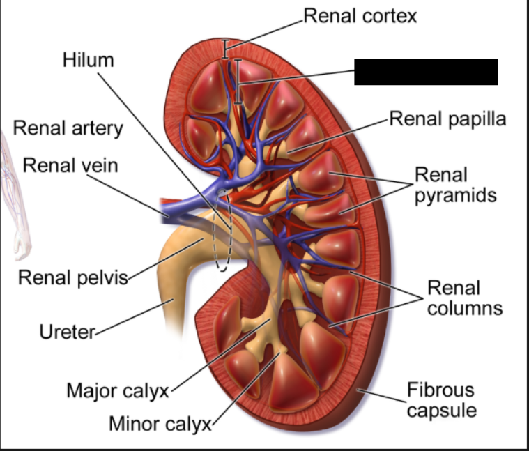 <p>The innermost region of the kidney, located just beneath the renal cortex. It plays an indispensable role in maintaining the body's fluid, electrolyte, and blood pressure balance by regulating urine concentration</p>