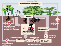 <p>Plants absorb nitrates by the roots</p>