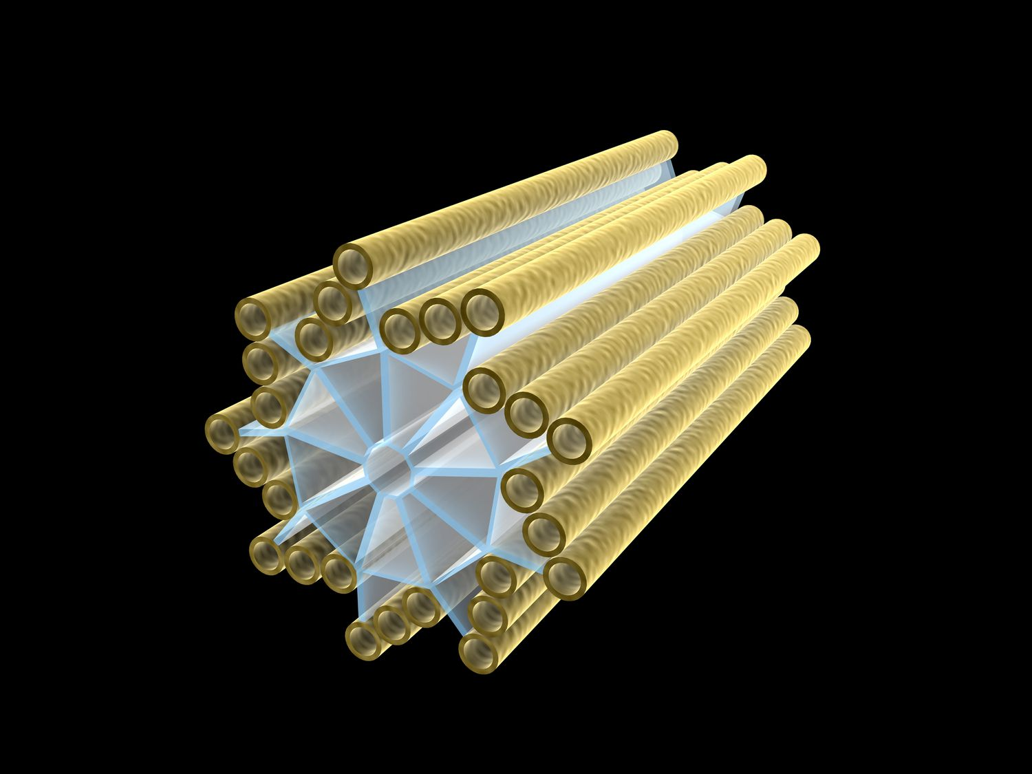 <p>Spindle Fibers in Cell Division <br><strong>Eukaryotes only</strong></p>