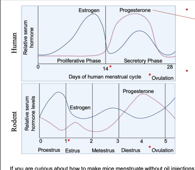 <p>Human: post ovulation, endometrium undergoes decidualization in response to p4</p><ul><li><p>tissue remodels to support implantation</p></li><li><p>if no embryo —> corpus luteum demises, e2 p4 falls, menstruation starts</p></li></ul><p></p><p>Rodent: 4 phases:</p><ul><li><p>proestrus: estrogen increases</p></li><li><p>estrus: alongside ovulation, follows corpus luteum formation, shift from estrogen to progesterone dominant phase</p></li><li><p>decidualization doesn’t occur spontaneously, endometrium is remodeled not shed</p></li><li><p>continues until pregnancy or pseudopregnancy disrupts it and causes decidualization</p></li></ul><p></p>