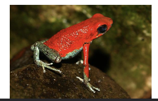 <p>WARNING COLOURATION; bright colours signal “I am dangerous/toxic)</p>