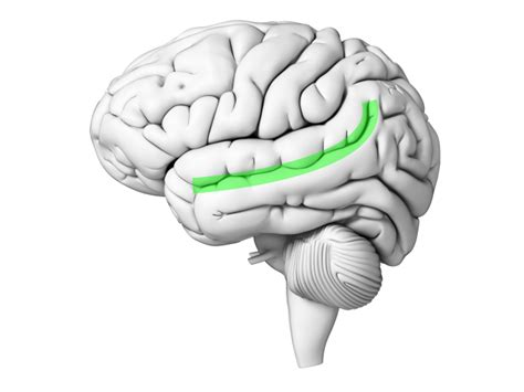<p>temporal lobe cortical sections</p>