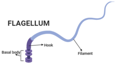 <p>Filament - composed of flagellin protein</p><p>Hook - links filament to basal body</p><p>Basal body - series of rings that drive flagellar motor</p>