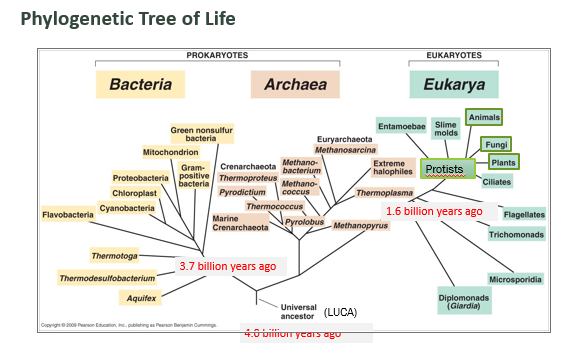 <p><span style="background-color: rgb(204, 255, 255);">BY Carl Woese with George Fox</span></p><p>Diverged bacteria and archaea.</p><p>Euk cells diverge from archaeal cells, evidence theory at one point archaeal diverge from bacteria etc?</p><p>If not animal fungi or plant, often just</p><p>Said to be protist.<span>&nbsp;</span></p><p><span style="background-color: lime;">Has a list of all the phyla = phylogenetic tree</span></p><p>&nbsp;</p><p><span style="background-color: lime;">16S rRNA gene sequencing</span></p>