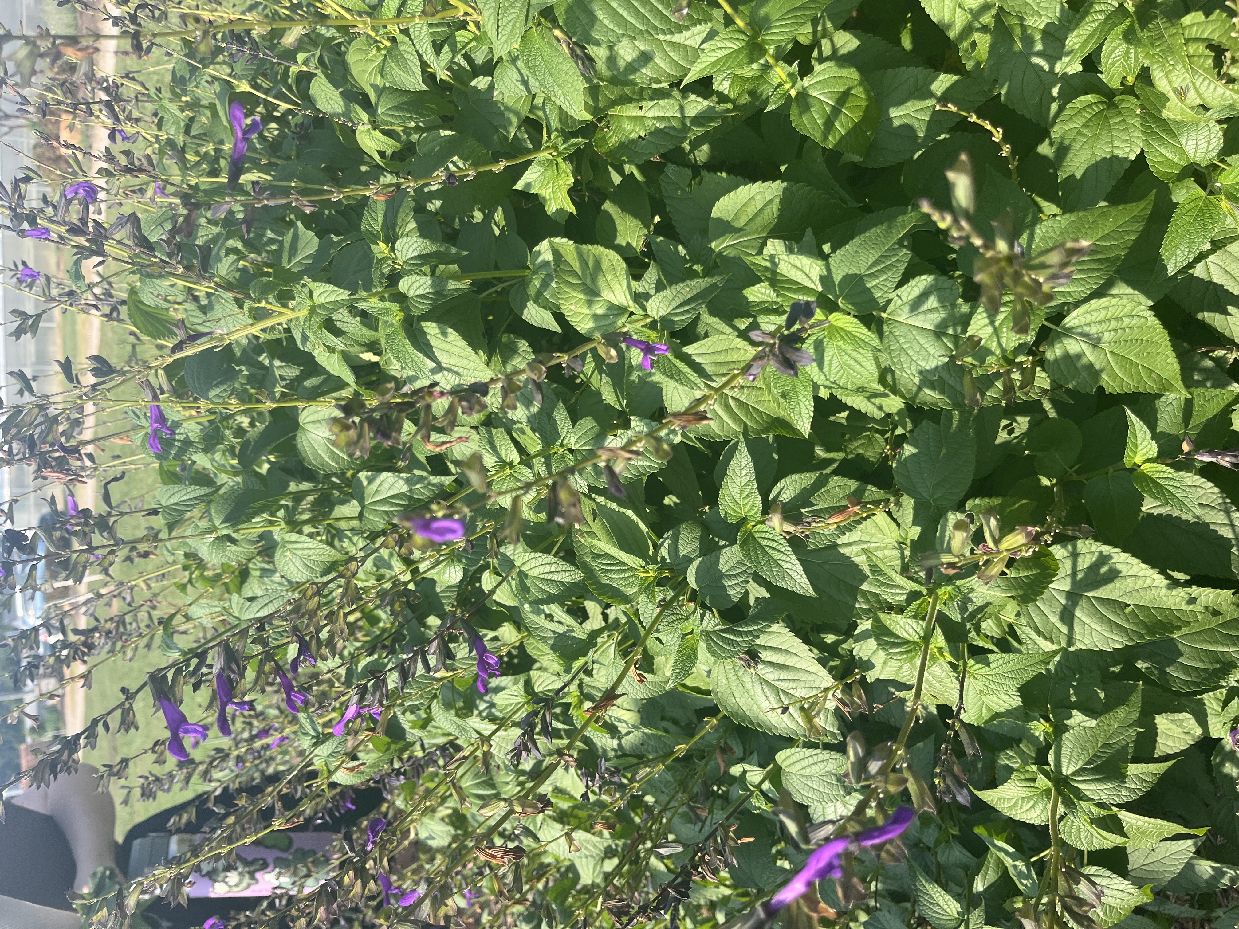 <p>Salvia guaranitica</p>