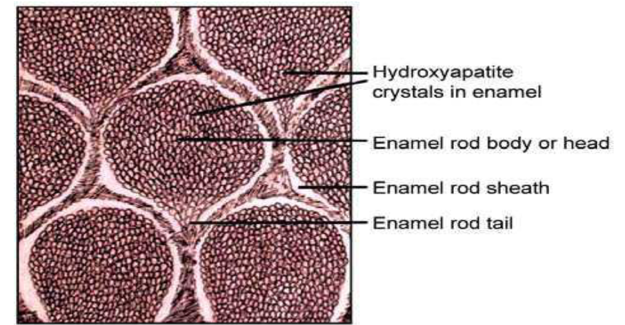 <ol><li><p>Enamel rods</p></li><li><p>Interrod enamel:</p></li></ol><ol start="3"><li><p>Rod sheath:</p></li></ol><p></p>