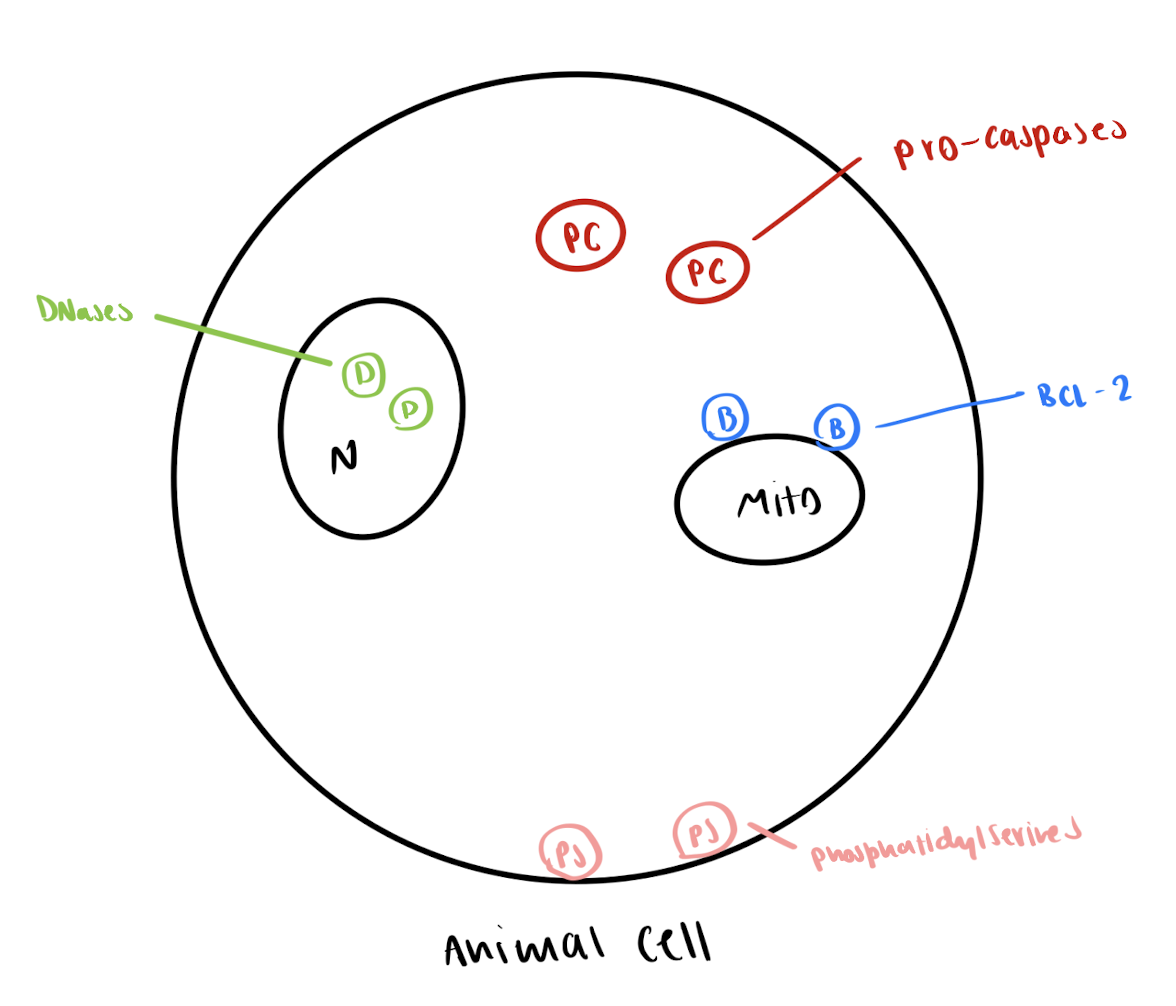 <p>→ most animal cells can do apoptosis, bc the cell already contains what is necessary, its just not active yet</p><p></p><p>contains:</p><ol><li><p>procaspases (inactive monomers)</p></li><li><p>active Bcl2 protein protects the mitochondria </p></li><li><p>DNases are inactive <em>(enzymes that break down DNA)</em></p></li><li><p>phosphatidylserines are hidden on the cytosol side of membrane </p></li></ol><p></p><p></p><ol start="5"><li><p><strong>survival signals </strong></p></li></ol><ul><li><p>ALL cells need survival signals<em> in addition to other signals</em>  - lack of these causes apoptosis </p></li></ul><p>mech: survival signal → Bcl2 is made → mito. is protected </p><img src="https://assets.knowt.com/user-attachments/d0171030-e368-4400-ae39-814b35a9ab8d.png" data-width="25%" data-align="center"><img src="https://assets.knowt.com/user-attachments/8c98c7db-d86e-48cc-ba81-0615f0e7bff6.png" data-width="50%" data-align="center" alt="ex. target cells release Bcl2 signal ( a survival signal) -> protects nerve cells mitochondria -> nerve cell lives"><p></p>