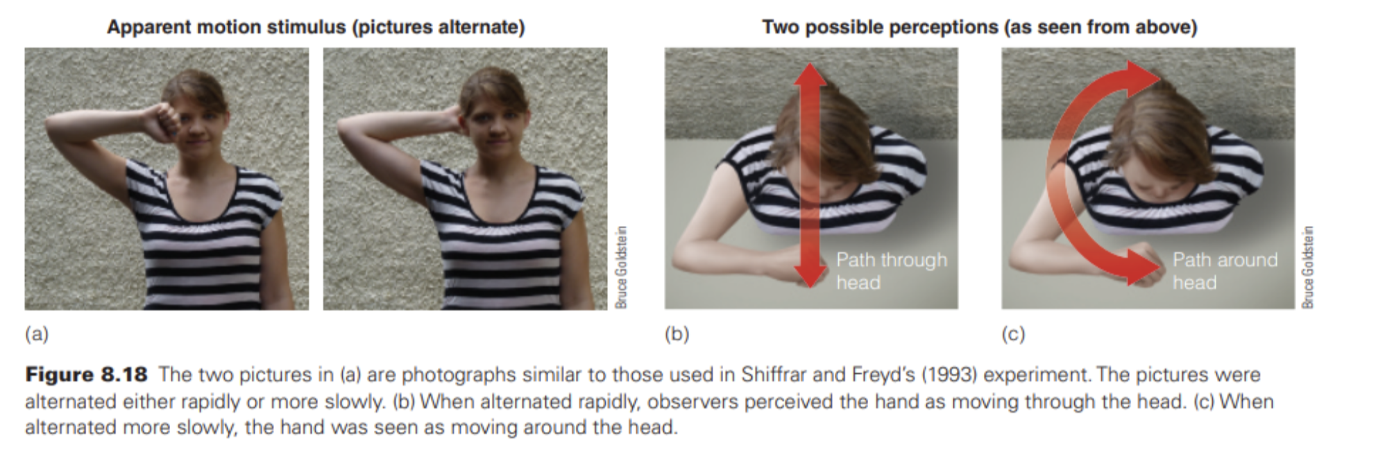 <ul><li><p>(1) They show that the visual system needs time to process information in order to perceive the movement of complex meaningful stimuli. (2) They suggest that there may be something special about the <strong>meaning of the stimulus</strong>—in this case, the human body—that influences the way movement is perceived.</p></li><li><p>When objects such as boards are used as stimuli, the likelihood of perceiving movement along the longer path does not increase at lower rates of alternation, as it does for pictures of humans</p></li></ul><p><span style="font-family: Menlo; line-height: normal; font-size: 9px;">• </span><span style="font-family: "Helvetica Neue"; line-height: normal; font-size: 12px;">⁃ </span>found that both movement through the head and movement around the head activated areas in the <strong>parietal cortex </strong>associated with movement. However, when the observers saw movement as occurring around the head, the <strong>motor cortex</strong> was activated as well. Thus, the <strong>motor cortex is activated when the perceived movements are humanly possible</strong> but isn’t activated when the perceived movements are not possible. This connection between the brain area associated with perceiving movement and the motor area reflects the close connection between perception and taking action</p>