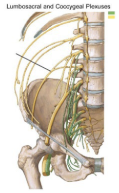 <p>identify the nerve being pointed wit the line in the diagram</p>