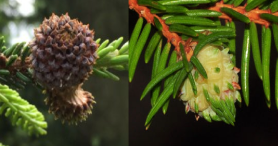 <p>(jedle kavkazská, invazní druh už je v evropě a je na abies alba, velice častý problém)</p>