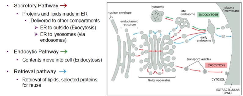 <p>ER, Golgi apparatus, endosomes, lysosomes</p><p>The intracellular compartments exchange lipids and proteins.</p><p>Has 3 pathways:</p><ul><li><p>secretory pathway</p></li><li><p>endocytic pathway</p></li><li><p>retrieval pathway</p></li></ul><p></p>