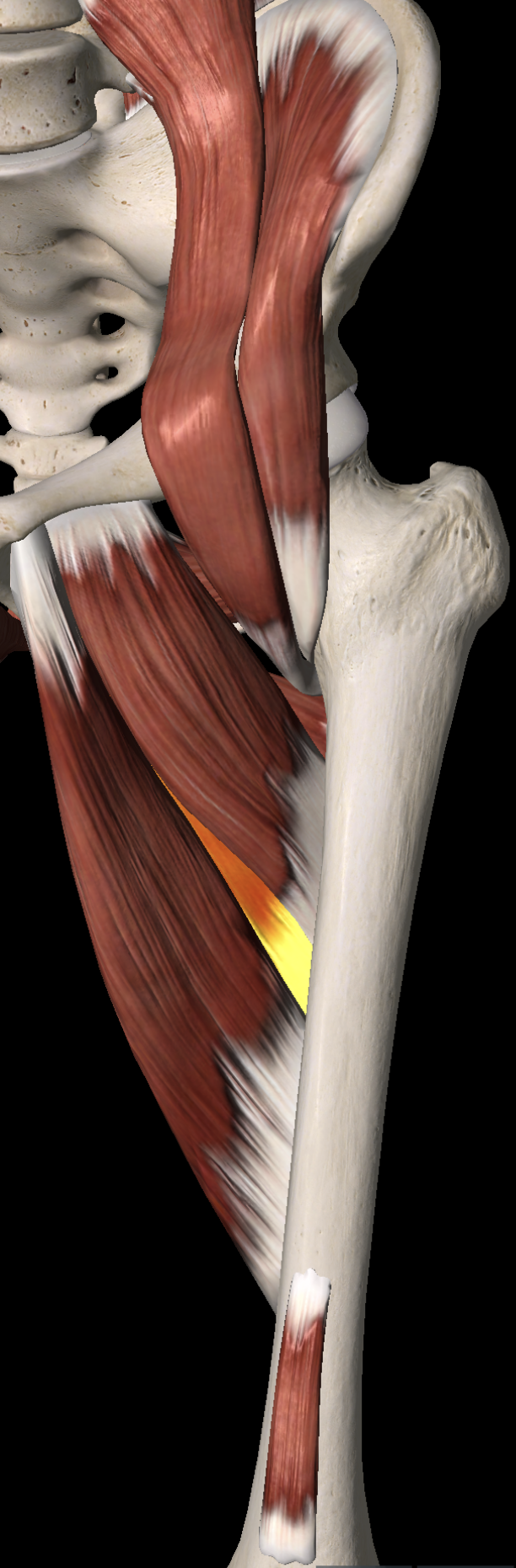 <p>What are the proximal and distal attachments of adductor brevis?</p>