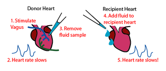 <p><strong><span data-name="frog" data-type="emoji">🐸</span> Loewi Experiment</strong></p><p>The ________ component </p><ul><li><p>Stimulated ______ nerve to slow 1st heart down</p></li><li><p>_______ fluid from 1st heart, put into 2nd heart</p></li><li><p>2nd heart ______ down: some chemical (___) was transferred</p></li></ul><p></p>