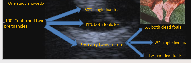 <p>6% both dead foals, 2% single live foal, 1% two live foals </p>