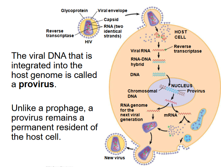<p>provirus</p>