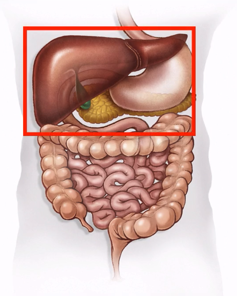 <p>Which part of the abdomen?</p>