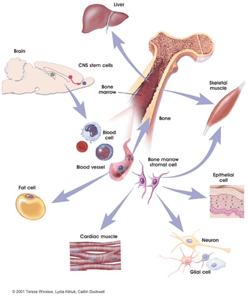 <p>Pros:</p><ul><li><p>exist in many tissues</p></li><li><p>multipotent</p></li><li><p>no immune rejection after transplantation</p></li><li><p>no ethical controversy</p></li></ul><p></p><p>Cons</p><ul><li><p>difficult to isolate</p></li><li><p>degree of pluripotency is controversial</p></li></ul><p></p>
