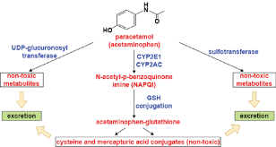 <p>Phase II Pathways (90–95%) </p><p>These are the major detoxification pathways and produce <strong>non-toxic metabolites</strong>.</p><p> 1. Glucuronidation (≈55–60%) Enzymes </p><ul><li><p><strong>UGT1A1</strong></p></li><li><p><strong>UGT1A6</strong></p></li><li><p><strong>UGT1A9</strong></p></li><li><p><strong>UGT2B15</strong></p></li></ul><p> Result </p><ul><li><p>Formation of inactive <strong>paracetamol-glucuronide</strong>.</p></li><li><p>Excreted by the kidneys.</p></li></ul><p> 2. Sulfation (≈30–35%) Enzymes </p><ul><li><p><strong>SULT1A1</strong></p></li><li><p><strong>SULT1A3</strong></p></li></ul><p> Result </p><ul><li><p>Formation of inactive <strong>paracetamol-sulfate</strong>.</p></li><li><p>Excreted in urine.</p></li></ul><p> Key Point </p><ul><li><p>Together, glucuronidation and sulfation account for <strong>90–95% of normal paracetamol metabolism</strong>.</p></li><li><p>These are considered the <strong>normal detoxification pathways</strong>.</p></li></ul><p> </p><p>Minor Oxidation Pathway (5–10%) Phase I Oxidation Enzymes </p><ul><li><p><strong>CYP2E1</strong> (most important)</p></li><li><p><strong>CYP1A2</strong></p></li><li><p><strong>CYP3A4</strong></p></li></ul><p> Product </p><ul><li><p><strong>NAPQI (N-acetyl-p-benzoquinone imine)</strong></p></li></ul><p> Importance </p><ul><li><p>NAPQI is a highly reactive and toxic metabolite.</p></li><li><p>Under normal circumstances, only small amounts are formed.</p></li></ul><p> </p><p>Detoxification of NAPQI Glutathione Pathway Enzyme </p><ul><li><p><strong>Glutathione-S-transferase (GST)</strong></p></li></ul><p> Process </p><ul><li><p>NAPQI is rapidly conjugated with <strong>glutathione (GSH)</strong>.</p></li><li><p>The resulting products are non-toxic and are excreted in urine.</p></li></ul><p> Normal Situation </p><ul><li><p>Adequate glutathione stores are available.</p></li><li><p>No liver injury occurs.</p></li></ul><p></p>
