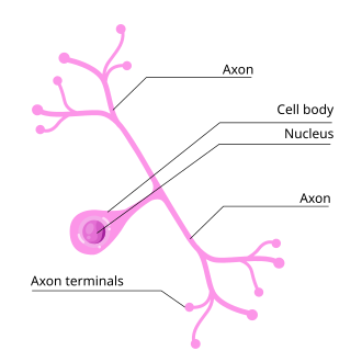 <p>Sensory neurons, like on the skin</p>
