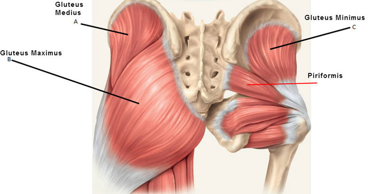 <p>inner upper muscle on the buttcheeks </p>