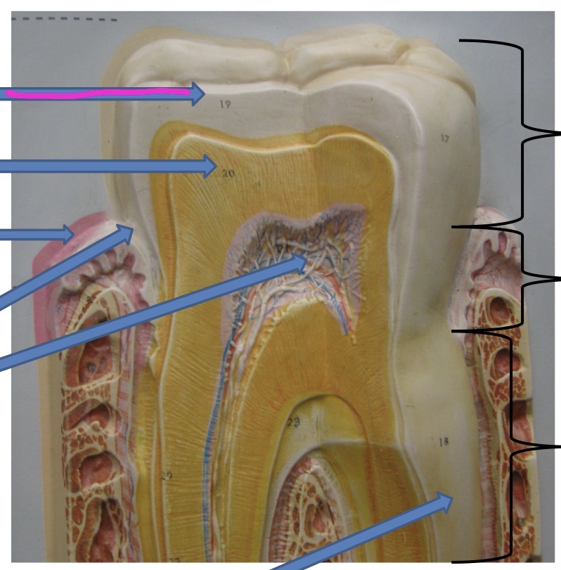 knowt flashcard image