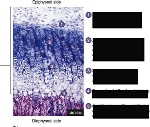 <p>In zone 2, Chondrocytes are?</p>