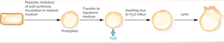 <p>-Peptidoglycan can be weakened by lysozyme a protein produced by the animal innate immune system which cleaves the glycosidic bond between NAM and NAG.</p><p>-Penicillin binds to an enzyme (called penicillin binding proteins) that links the peptide side chains.</p><p>-The resulting weakened cell wall lysis by osmotic lysis</p>