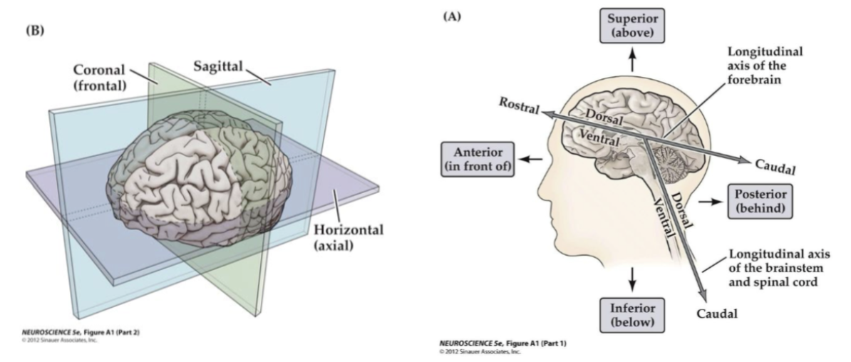 <p>Anatomical Planes and Directions</p>