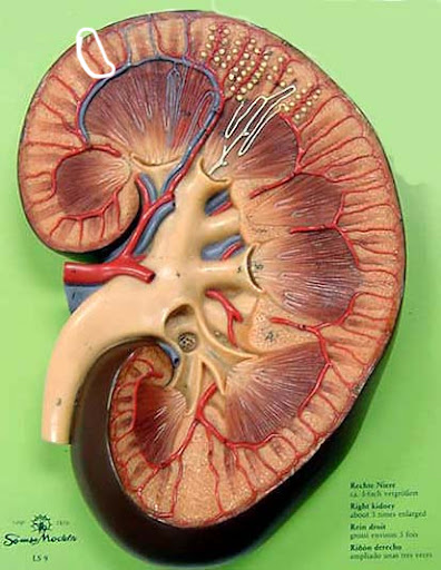 <p>Where does the blood go from this structure?</p>