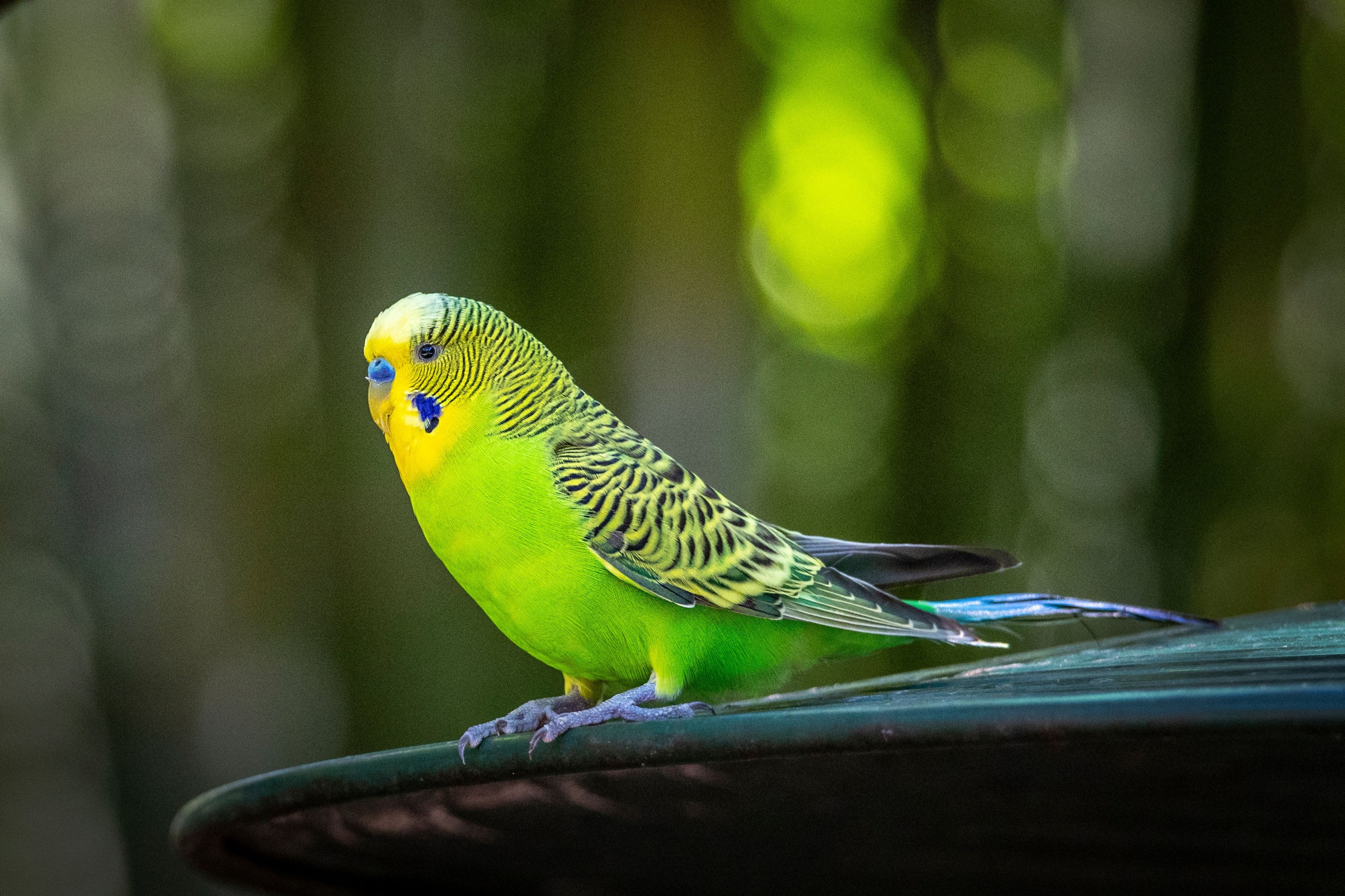 <p>(n) A small, brightly colored bird, often kept as a pet</p>