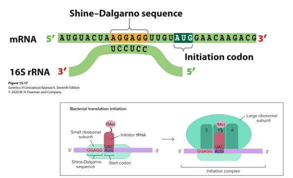 <p>The small ribosomal subunit of the ribosome base pairs with the  <span style="color: red;">Shine-Dalgarno Consensus Sequence</span> (comes just before start codon) of the rRNA </p><p></p><p>Formylmethionine (fMet)</p><p></p><p>P site!</p>