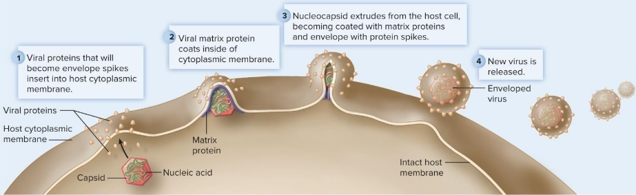 <ul><li><p>mechanism dependent on whether virus enveloped or not</p></li><li><p>enveloped viruses → budding</p></li><li><p>non-enveloped → apoptosis</p></li></ul><p></p>
