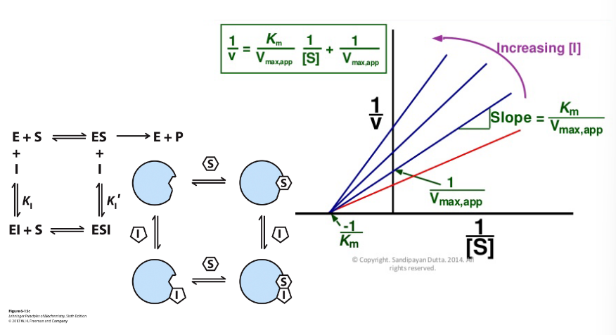 <p>noncompetitive inhibition</p>